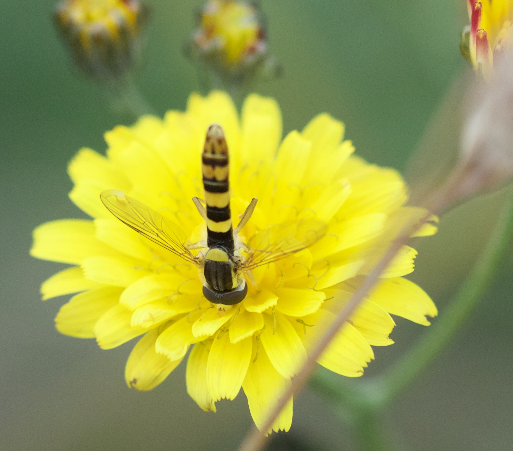 Hoverflies – Natural history of the Bailiwick of Guernsey